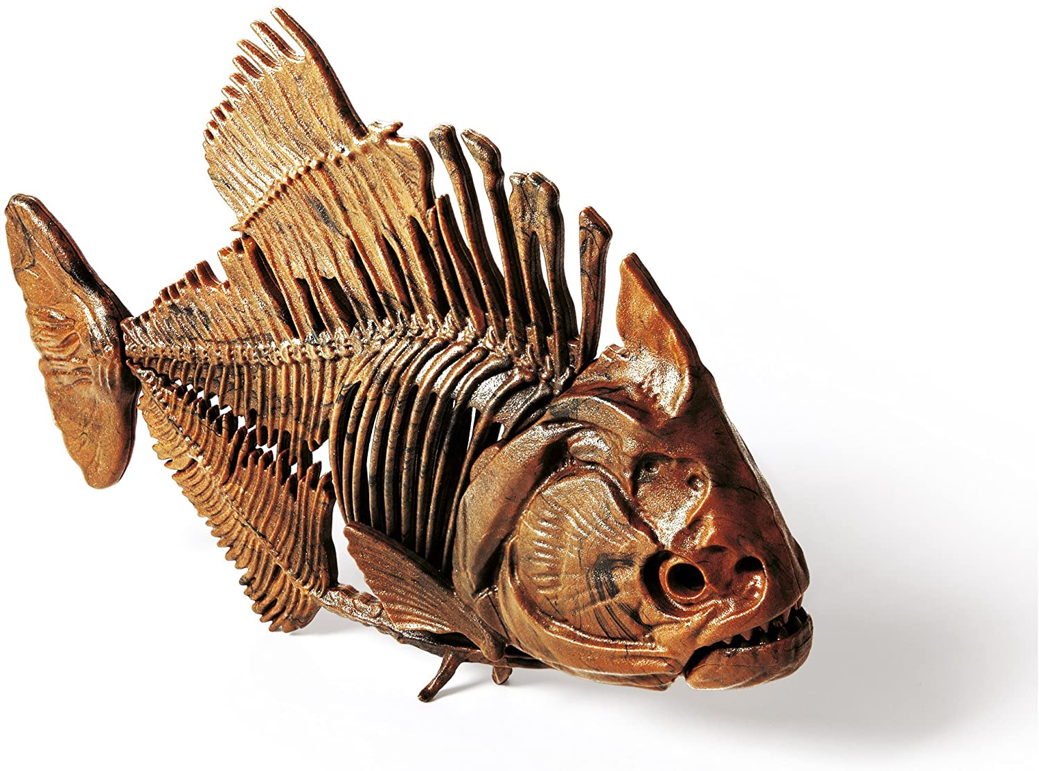 Squelette de Poisson sous Verre - Décoration Scientifique